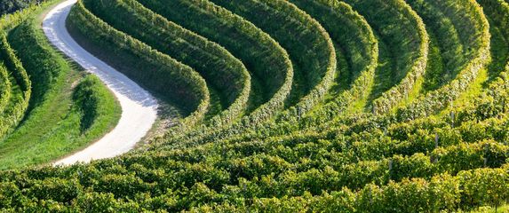 Jazz u vinogradu - 2