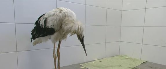 Oporavak roda