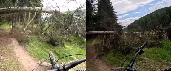 Stablo palo između biciklista