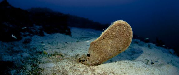 Plemenita periska (Pinna nobilis)