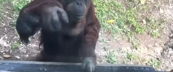Snalažljivi orangutan