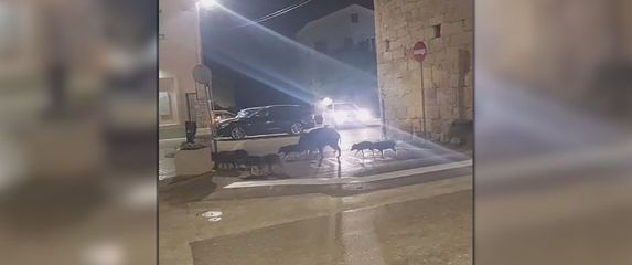 Divlje svinje u Istri