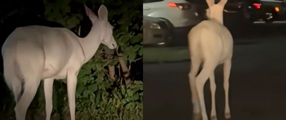 Rijetki albino jelen kako traži hranu