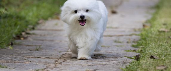 Maltezer, ilustracija