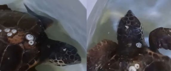 Spašena Glavata želva u akvariju