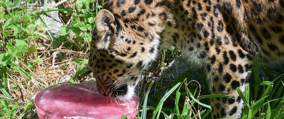 Sladoled za životinje u zagrebačkom Zoološkom vrtu - 3