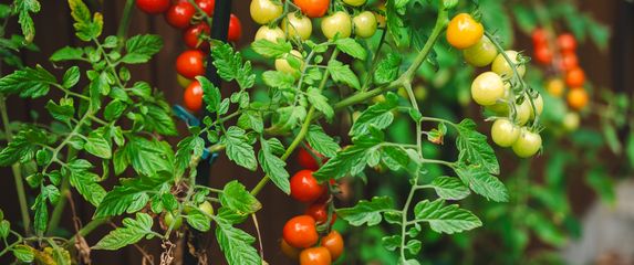 Rajčica, ilustracija