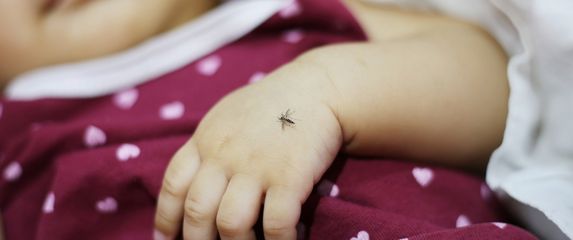 Komarac, ilustracija