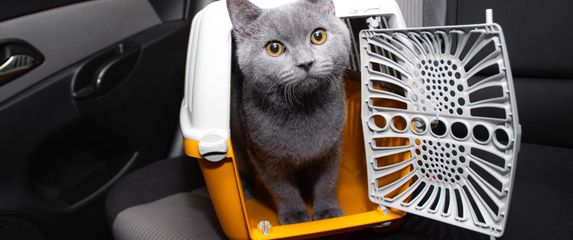 Mačka u transporteru