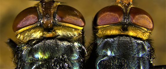 Cochliomyia hominivoraxa