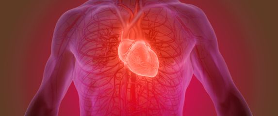 Anatomski prikaz srca, ilustracija