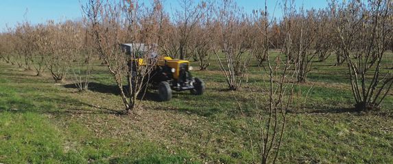 Smrdljivi martini pustoše nasade lijeske - 4