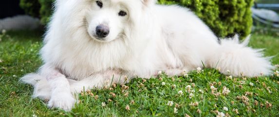 Samojed