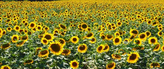 Suncokreti u Istri - 2