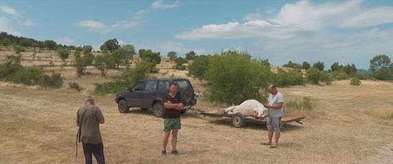 Protestna akcija stočara iz Vrlike - 4