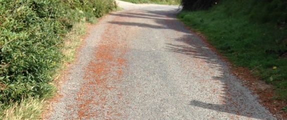 Invazija bubamara, ilustracija