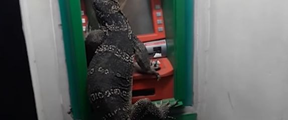 Gušter na bankomatu