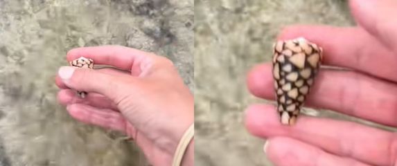 Neobična školjka u ruci