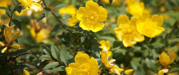Gospina trava jedan je od najljepših žutih grmova koji se ističe svojom bojom, bogatim cvjetanjem i prilagodljivošću - 1