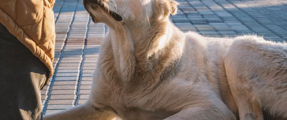 Pas njuši ruku muškarca