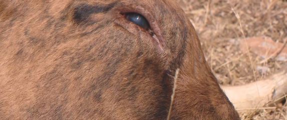 Cijepljenje protiv bedrenice