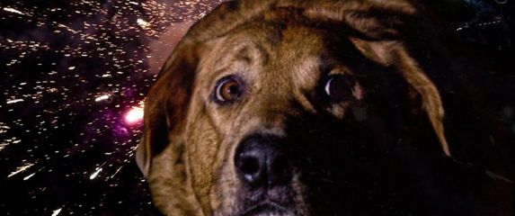 Uplašen pas, ilustracija