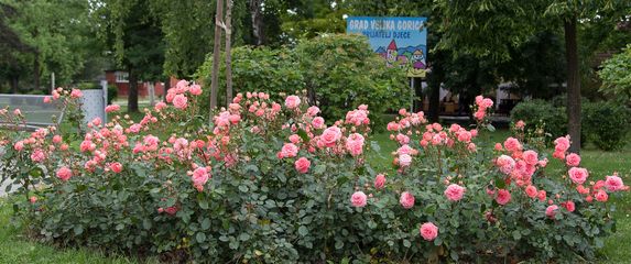 Velika Gorica ima svoju ružu koja krasi nekoliko lokacija u gradu - 10