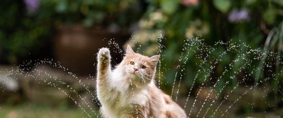 Kako najbrže pomoći vašoj ljubimici kad joj je vruće?