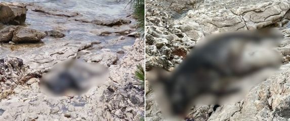 Leš divlje svinje na Braču
