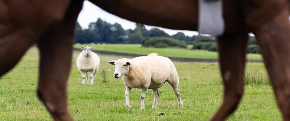 Ovca i konj, ilustracija