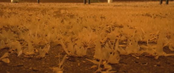 Najezda kukaca u Budimpešti - 6