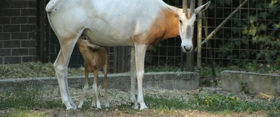 Deset dana stara oriksica iz zagrebačkog zoo vrta lijepo napreduje - 3