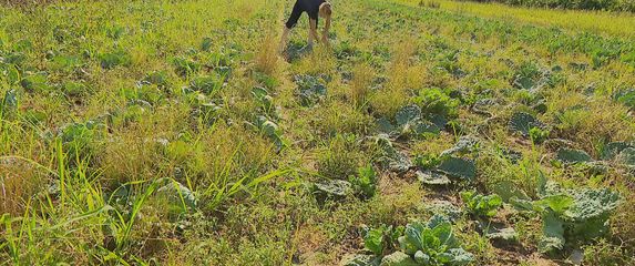 Marina Galović, proizvođačica povrća