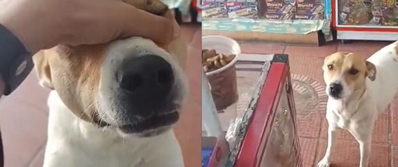 Pas u slastičarnici