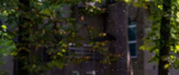 Najezda komaraca, ilustracija