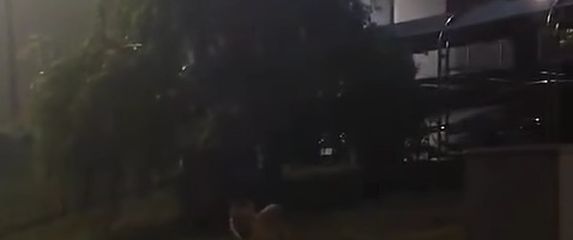 Novi video