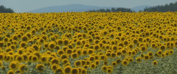 Suncokret u cvatu