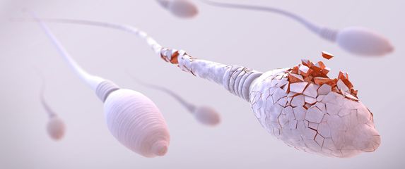 Spermiji, ilustracija