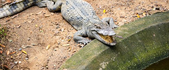 Krokodil, ilustracija