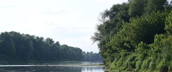 Sava