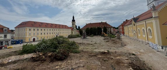 Srušena stabla lipa u Karlovcu - 2