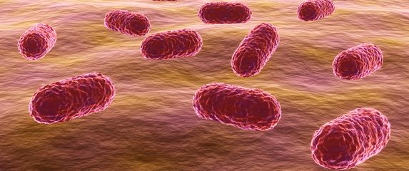 Acinetobacter baumannii, ilustracija