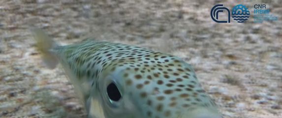 Invazivne tropske vrste šire se Mediteranom