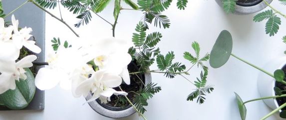 Radionica biljaka O\'bilje