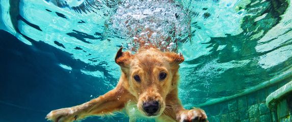 Pas (Foto: Thinkstock)