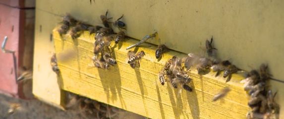 Međimurske pčele - 2