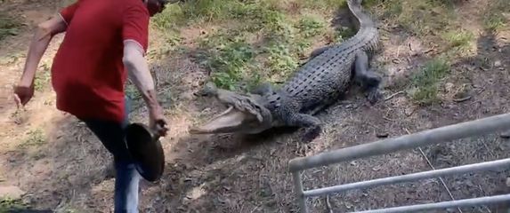Vlasnik puba u Australiji koji se bori sa krokodilom