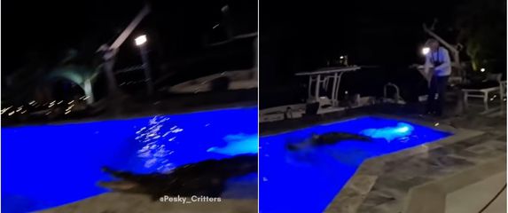 Krokodil u bazenu na Floridi