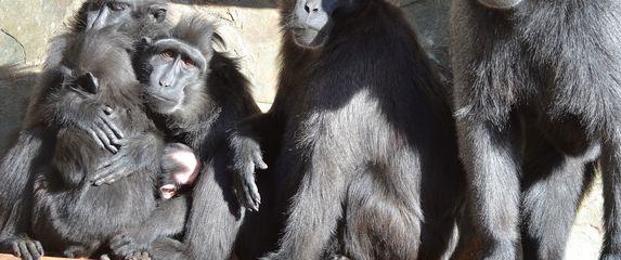 Majmuni iz zoološkog vrta