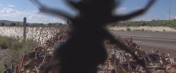 Najezda cvrčaka u SAD-u - 3